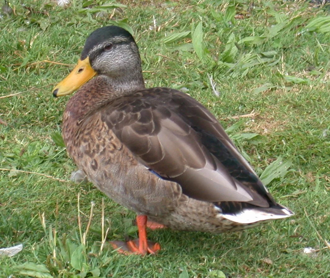 Mallard Sau Pk 29Jul02 ii.jpg