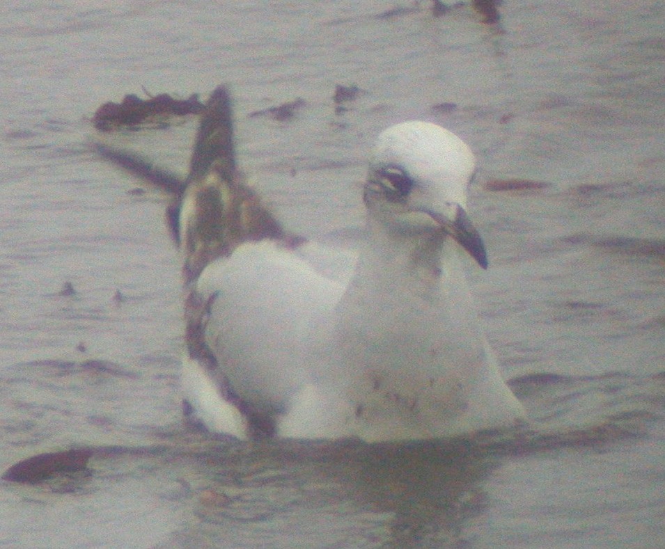 Med Gull L'Eree 23Dec02 01.jpg