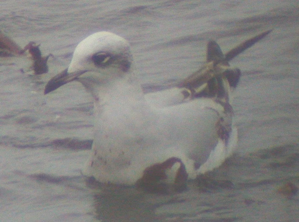 Med Gull L'Eree 23Dec02 02.jpg