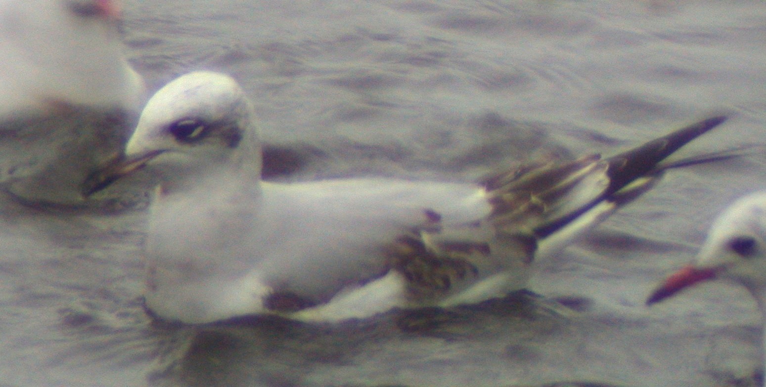 Med Gull L'Eree 23Dec02 03.jpg