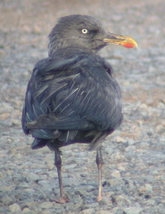 oiled Herring Gull Chouet 12Aug02 iii forreport.jpg