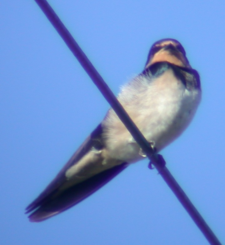 Swallow Chouet 31Aug02.jpg