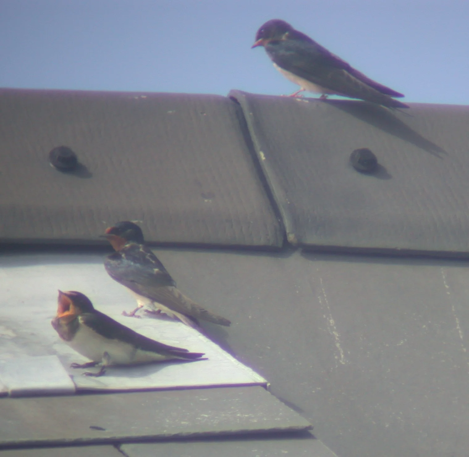 Swallows CDP 16Aug02.jpg