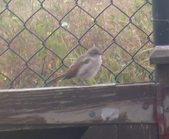 Whitethroat CDP 5Aug02 ii.jpg
