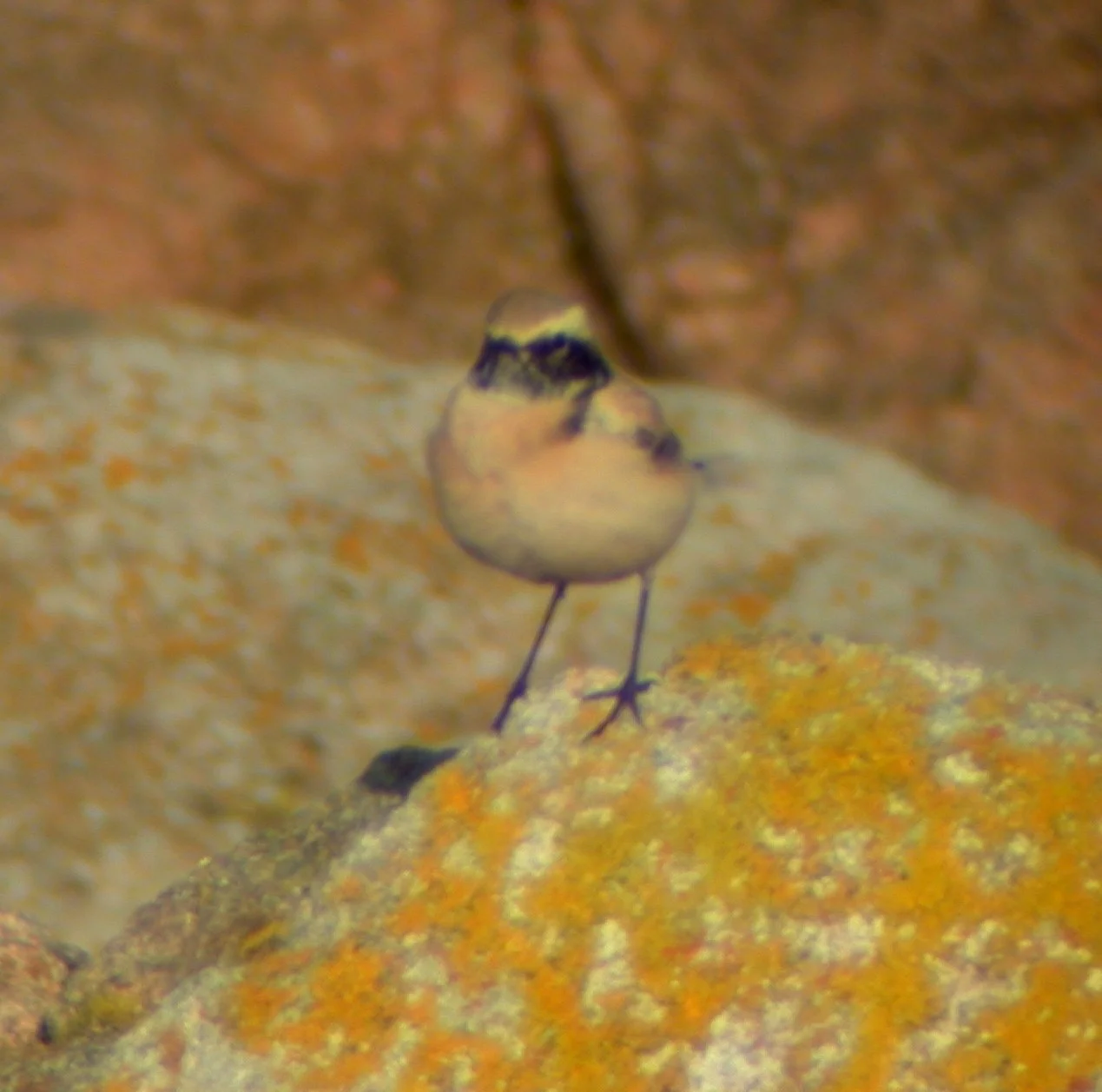Desert Wheatear Jao 24Nov02 01.jpg