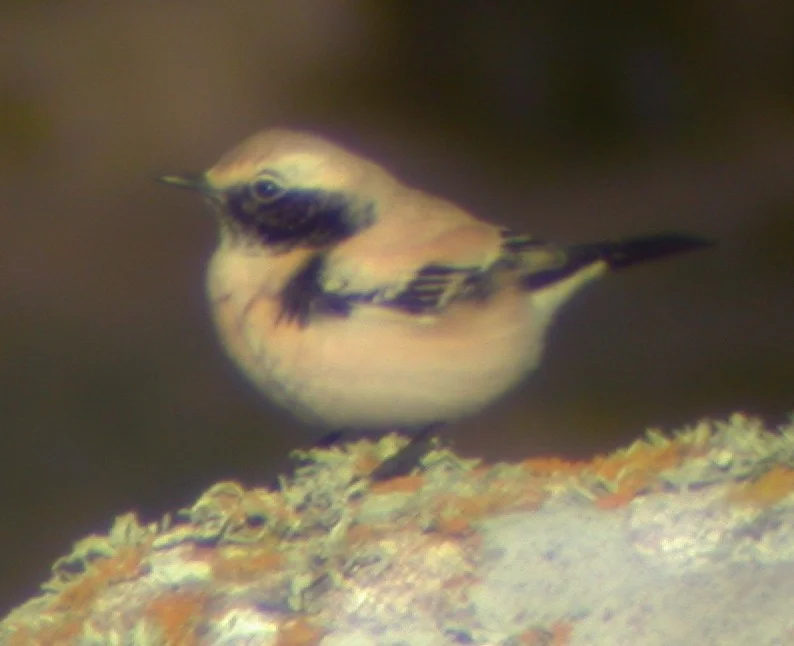 Desert Wheatear Jao 24Nov02 03.jpg