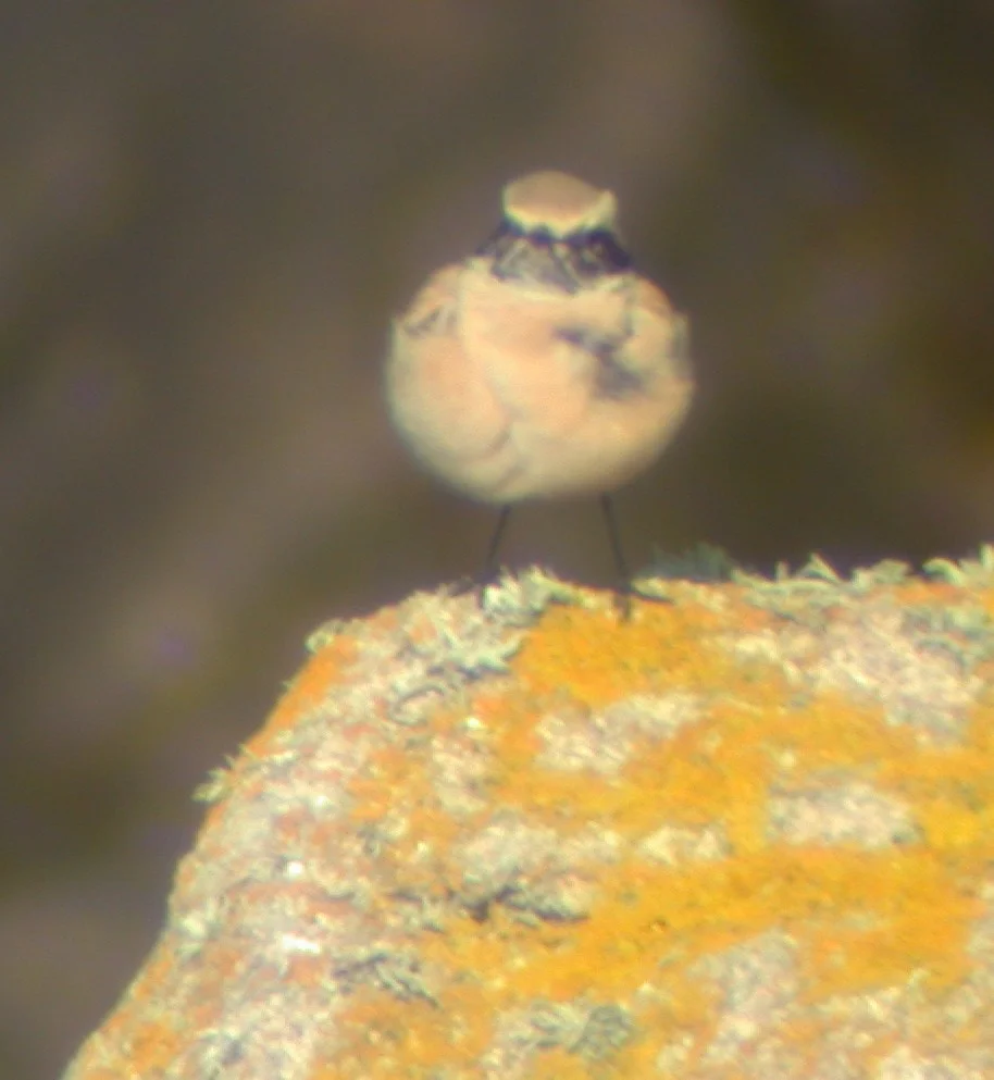 Desert Wheatear Jao 24Nov02 05.jpg