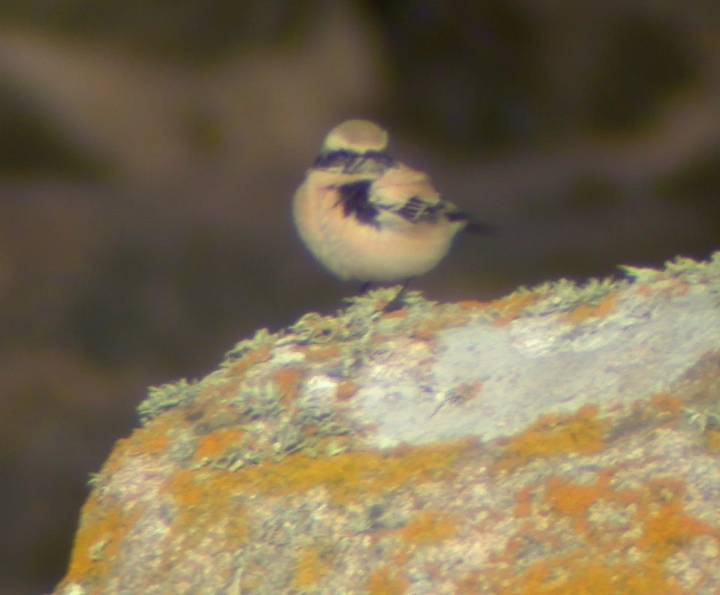 Desert Wheatear Jao 24Nov02 04.jpg