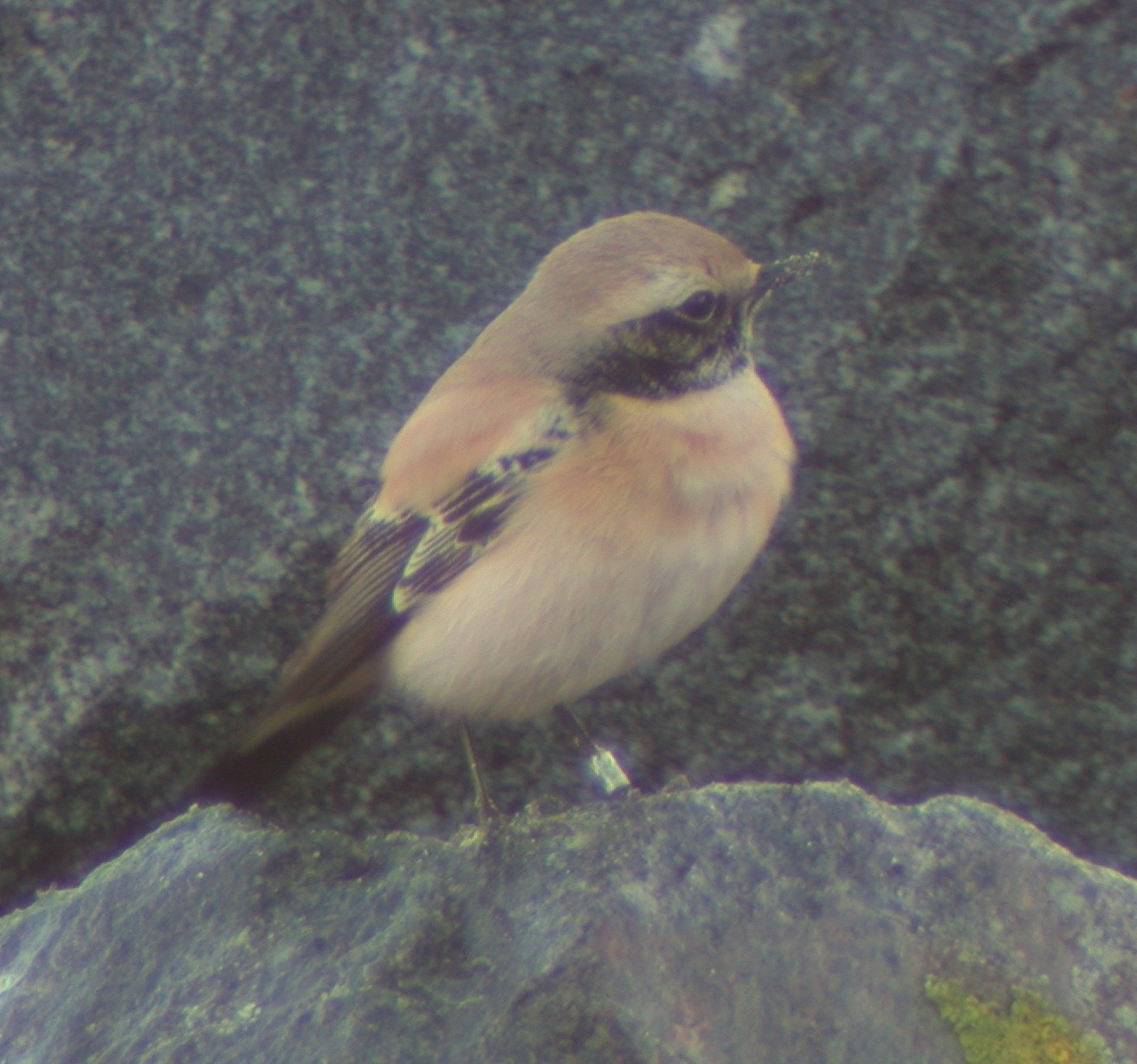Desert Wheatear Jao 26Nov02 09.jpg