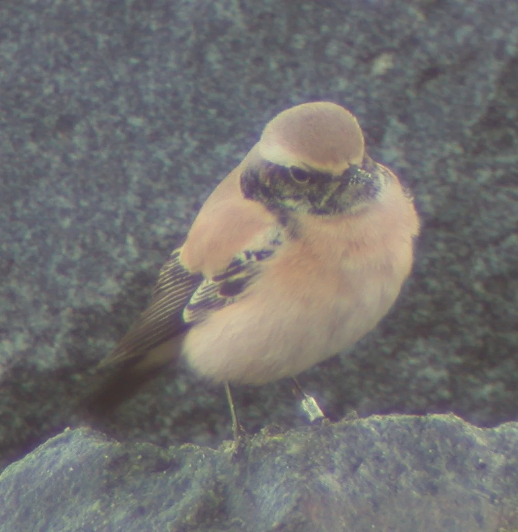 Desert Wheatear Jao 26Nov02 11.jpg