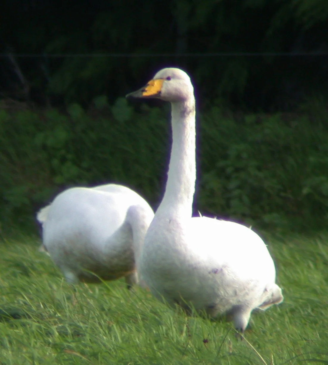 Whooper Swans nr RDB 3Nov02 ii.jpg