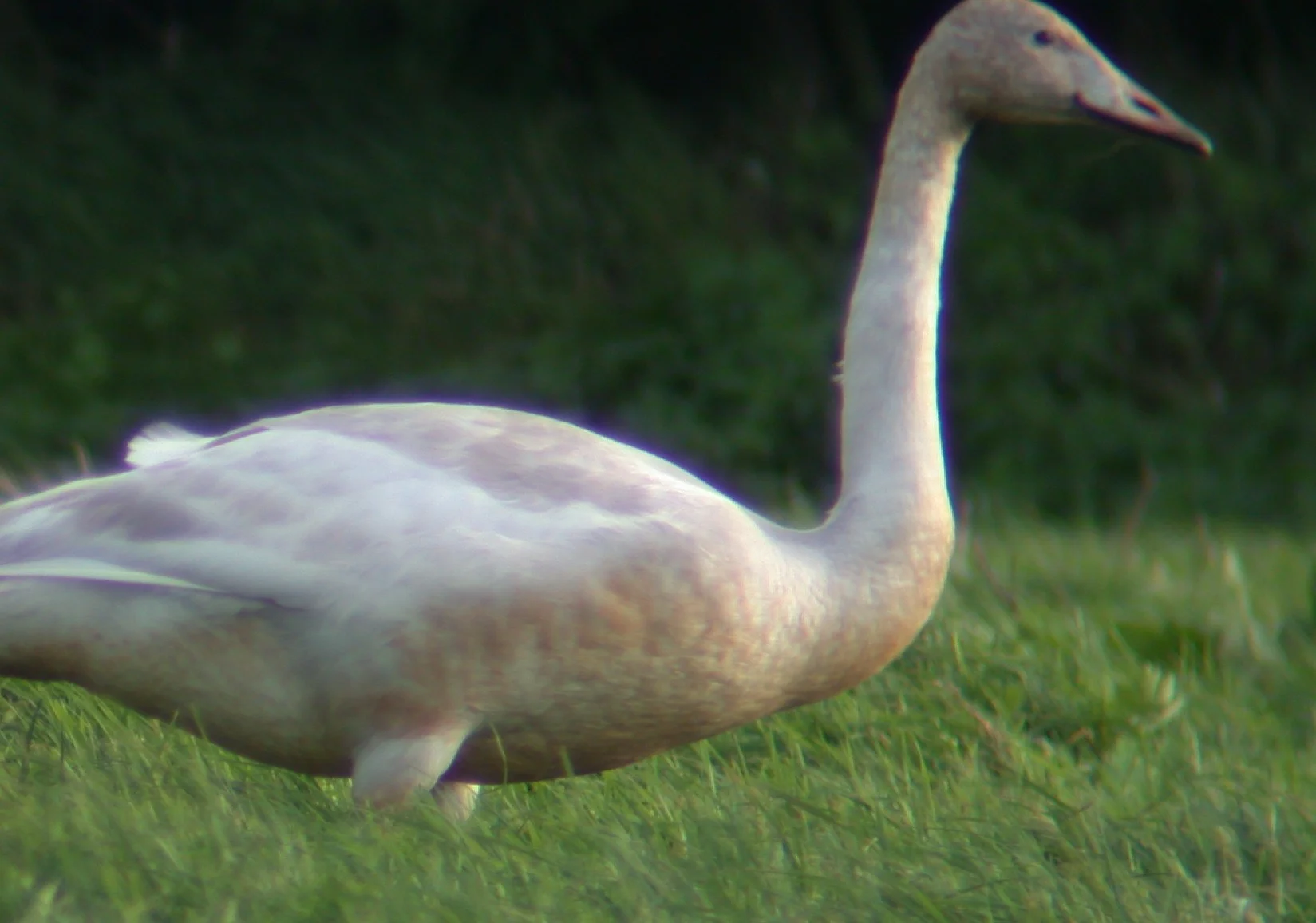 Whooper Swans nr RDB 3Nov02 iv.jpg