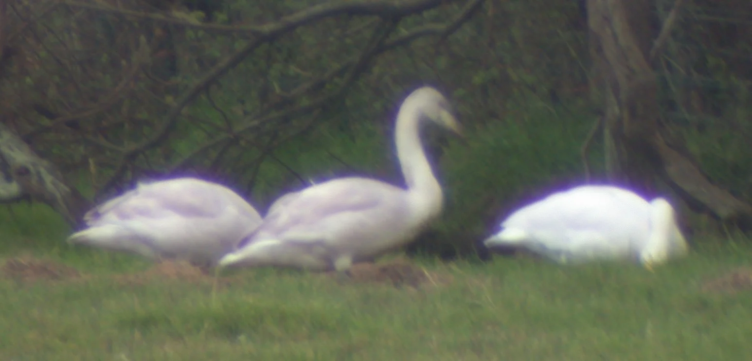 Whooper Swans Old Aero 24Oct02 vi.jpg