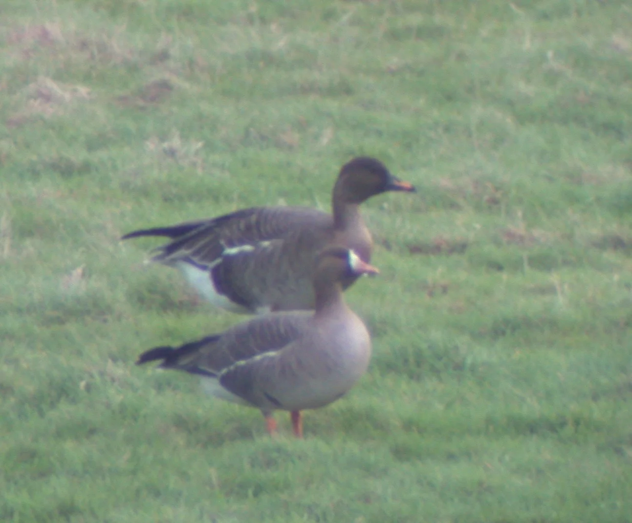 Bean & White-fronted Goose Old Aero 22Dec03.jpg