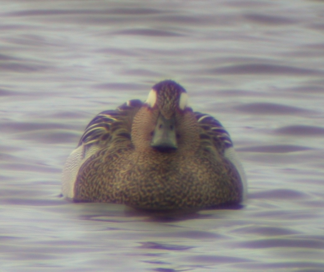Garganey CM 27Apr03 2.jpg
