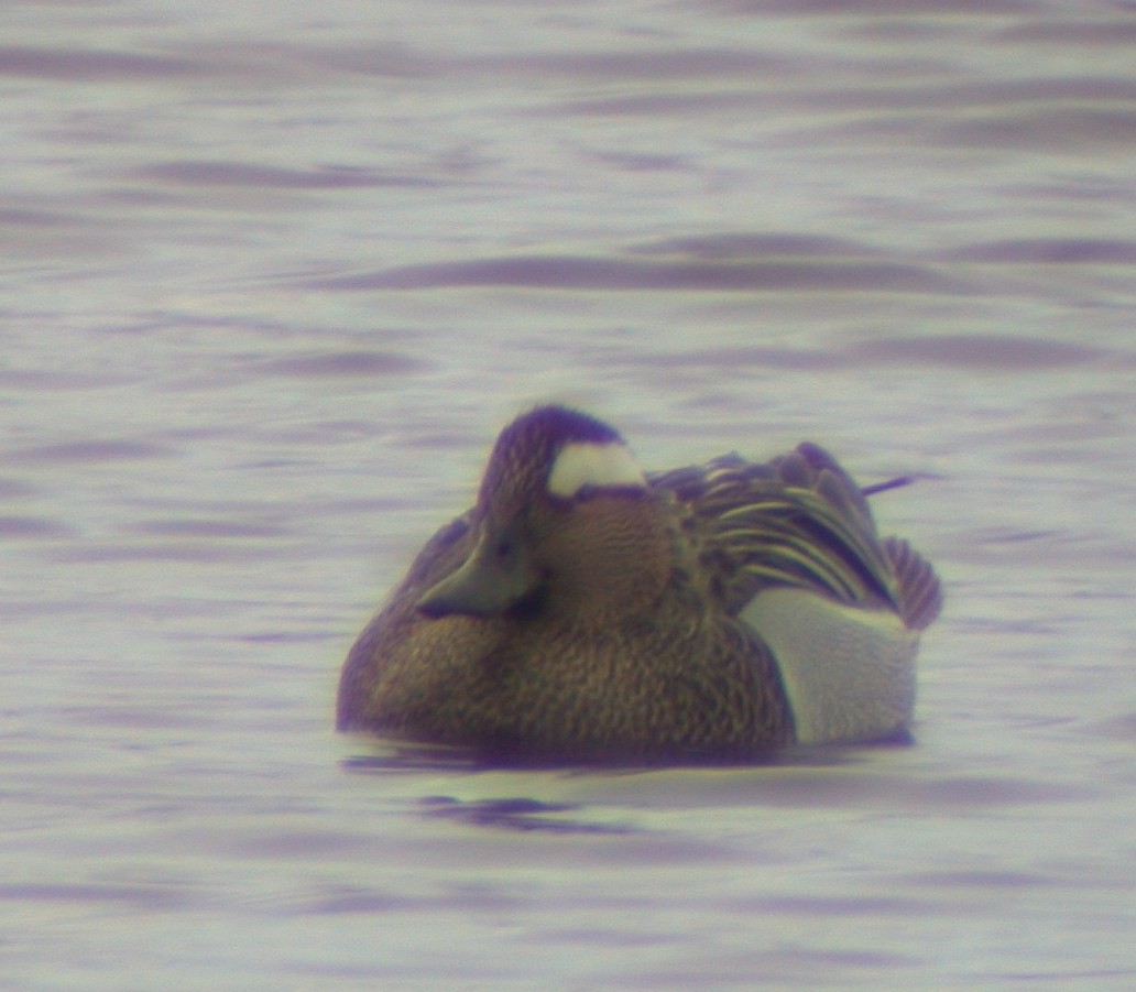 Garganey CM 27Apr03 3.jpg
