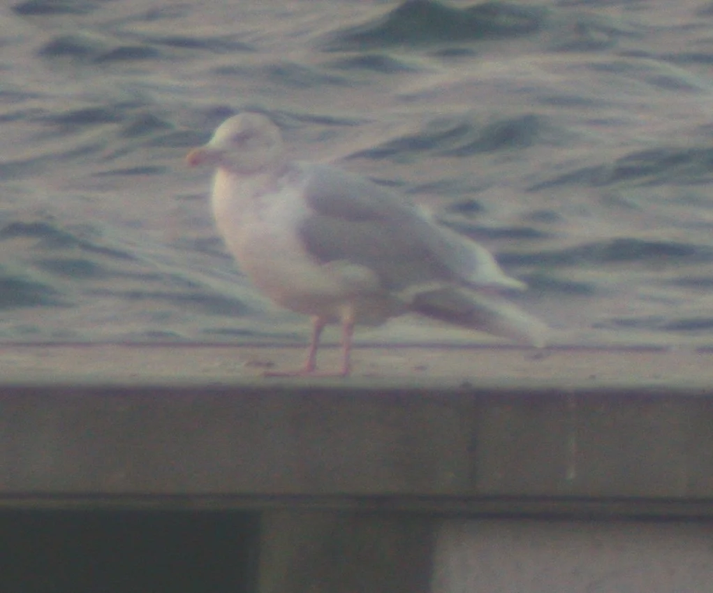 Glaucous Gull Town Hbr 11Jan03 2.jpg