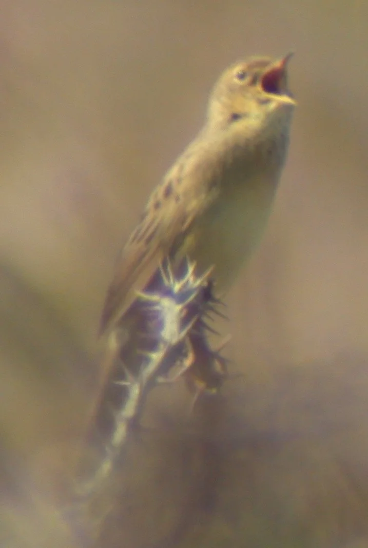 Grasshopper Warbler Herm 24Apr03 3.jpg