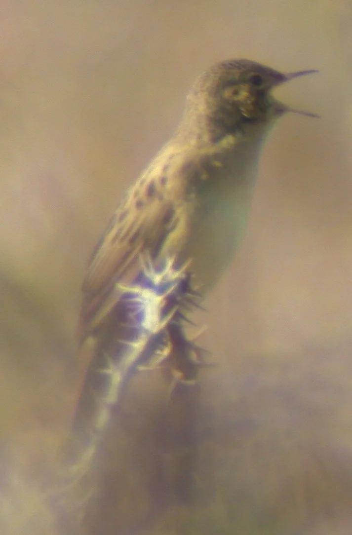 Grasshopper Warbler Herm 24Apr03 5.jpg