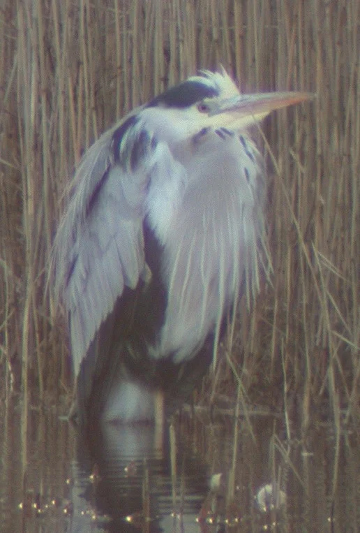 Grey Heron CM Jan03.jpg