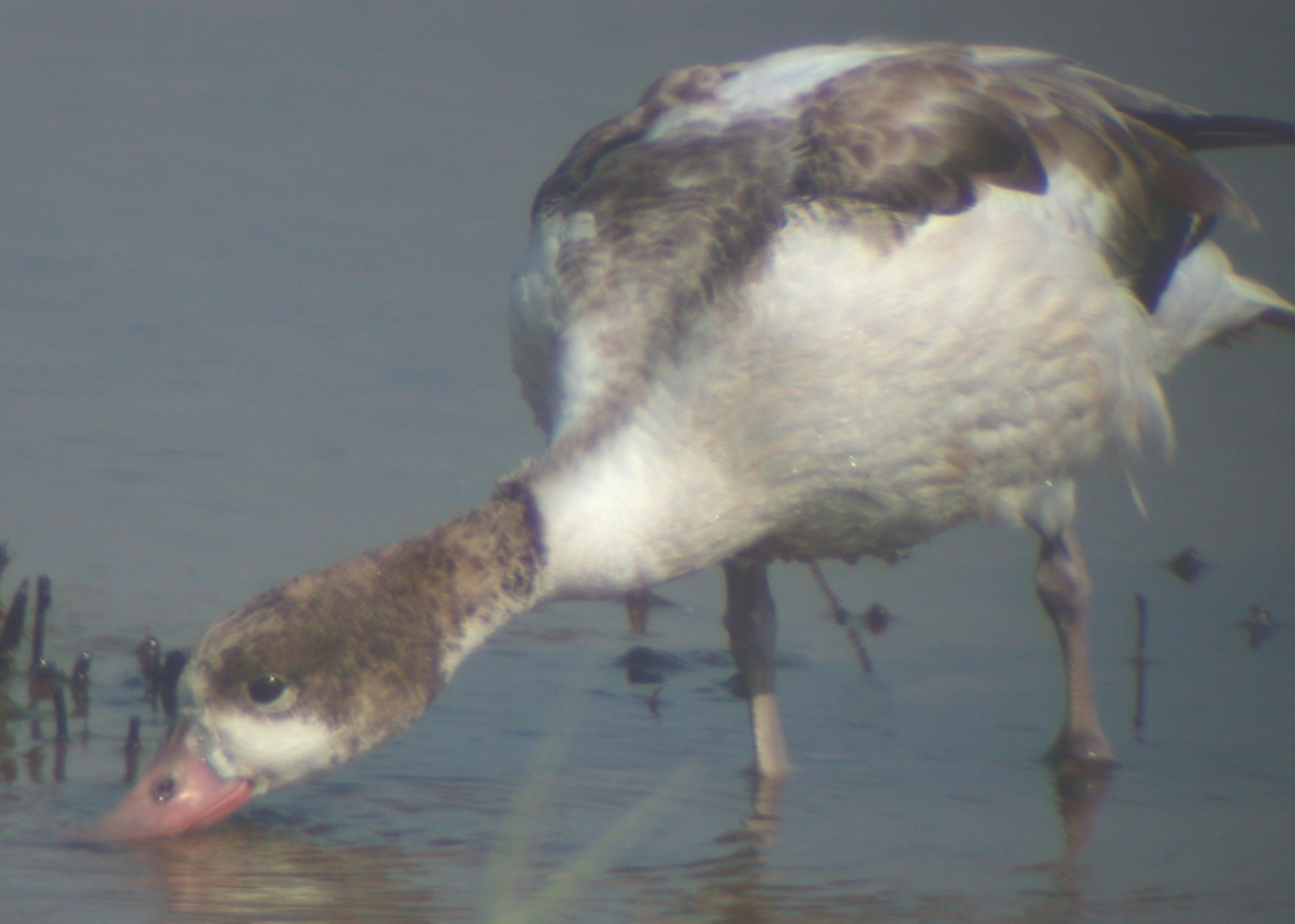 Juv Shelduck CM 8Aug03.jpg