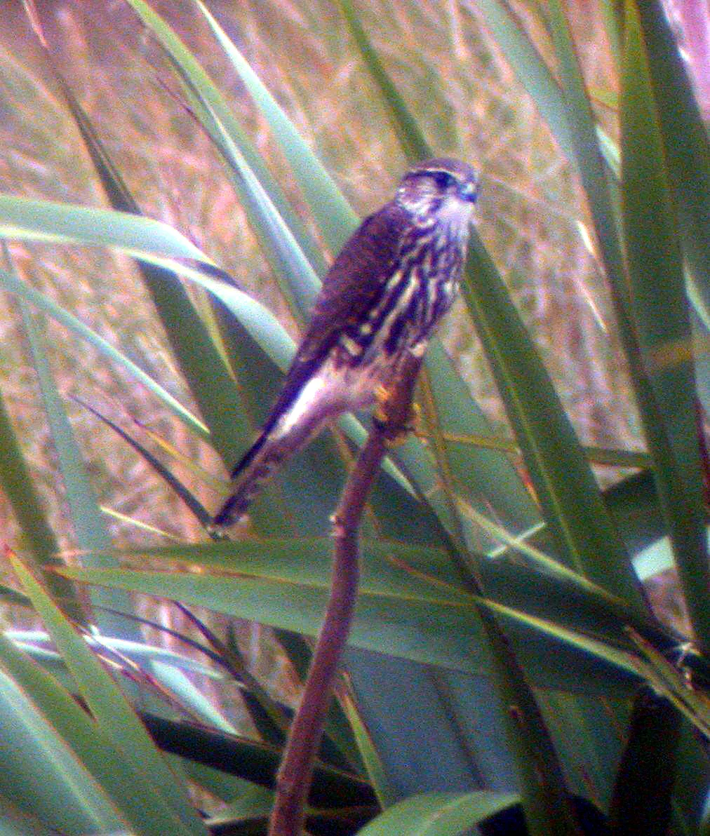 Merlin Herm 11Oct03 5 cvd.jpg