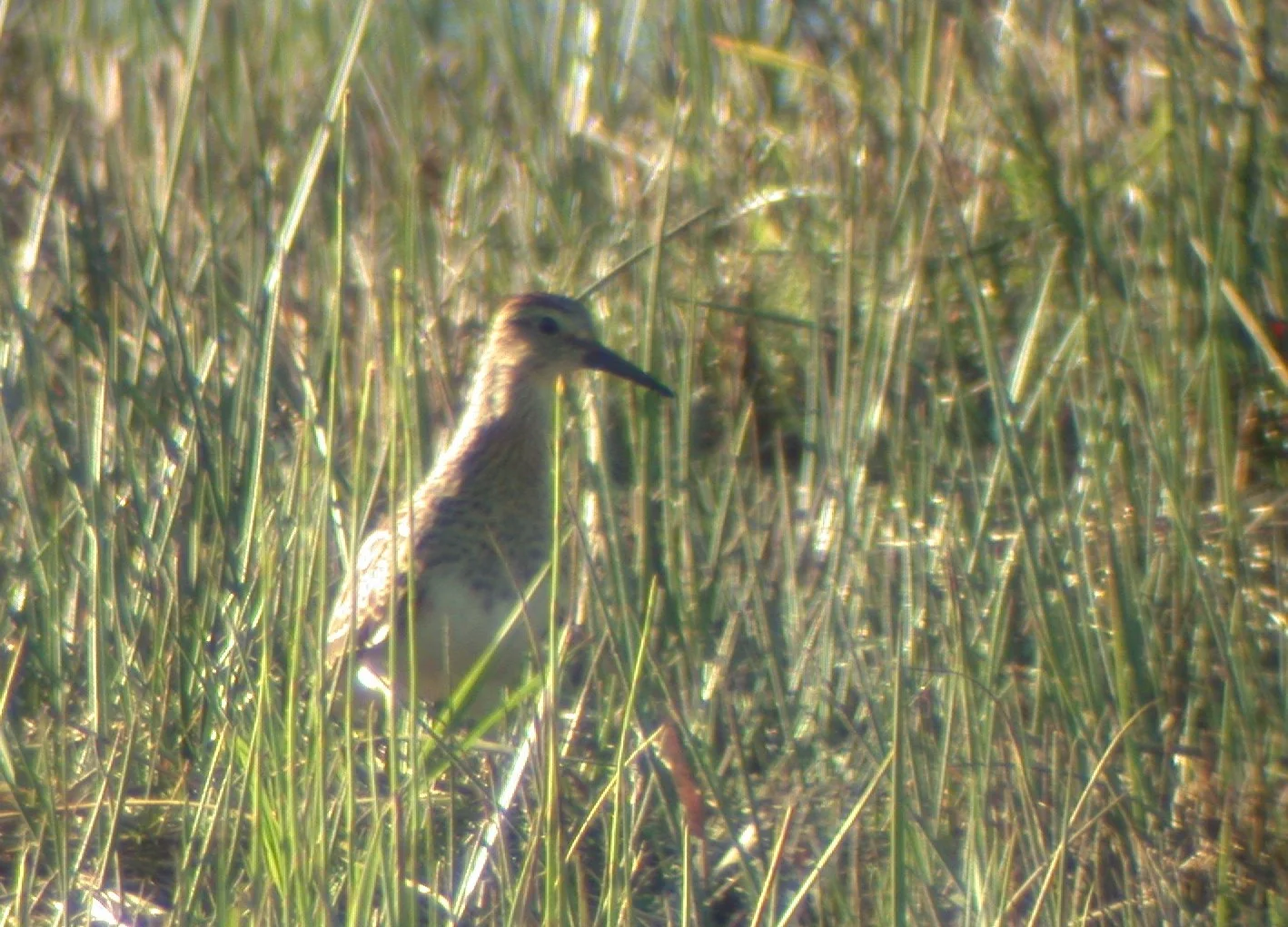 Pectoral Sandpiper RDB 14Sep03 2.jpg