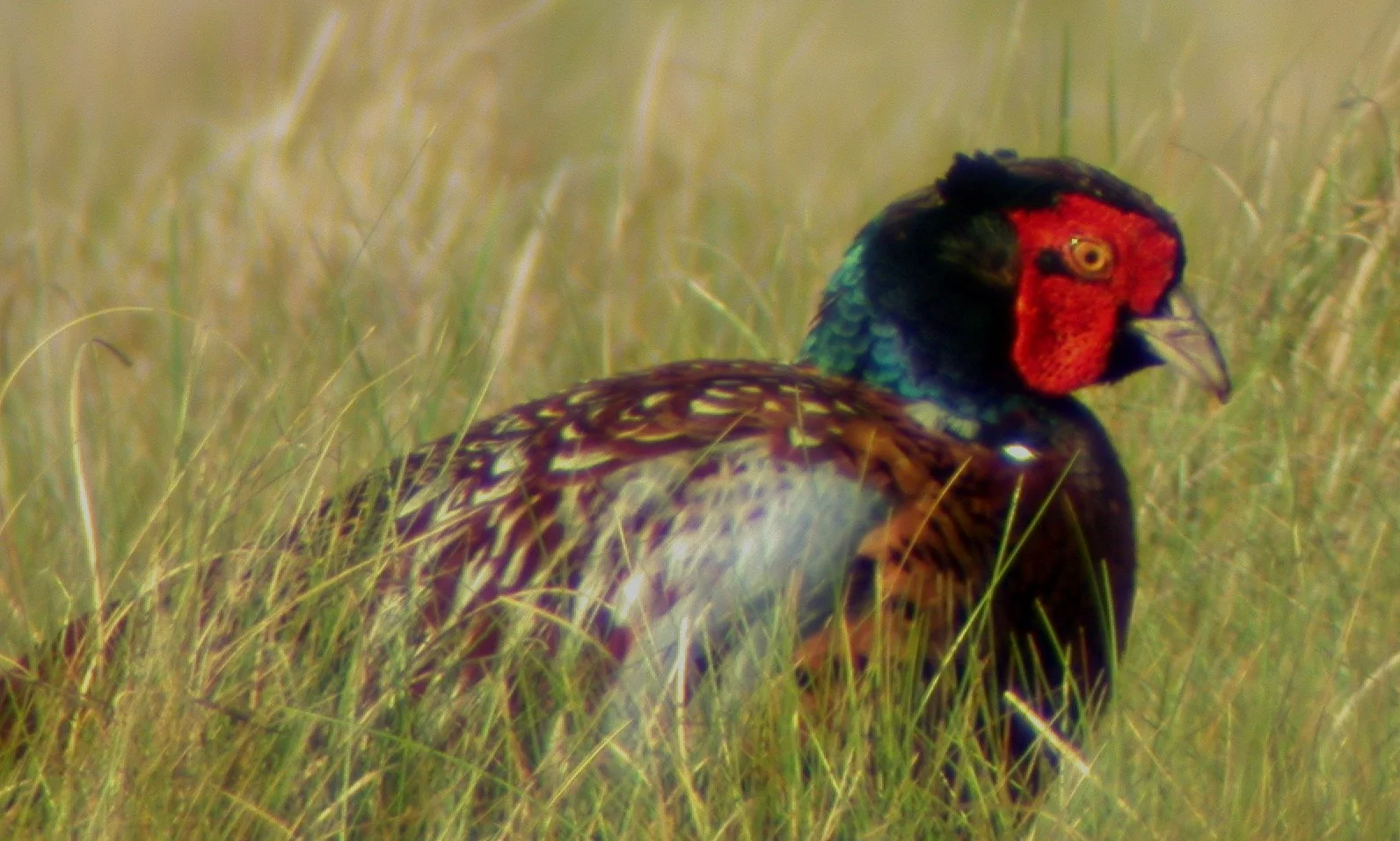 Pheasant Herm 24Apr03.jpg