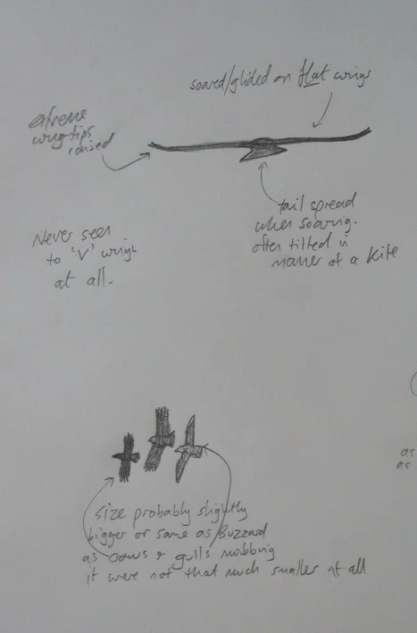 raptorsketch2.jpg