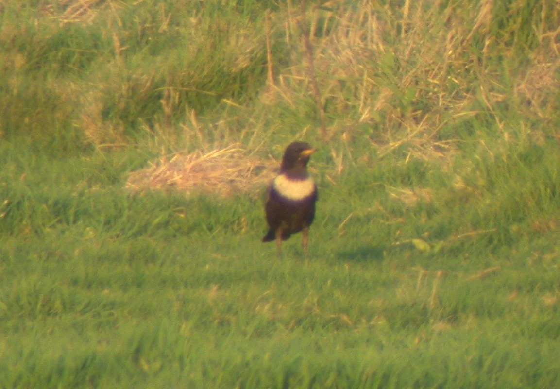 Ring Ouzel Pleinmont male1 18Apr03.jpg
