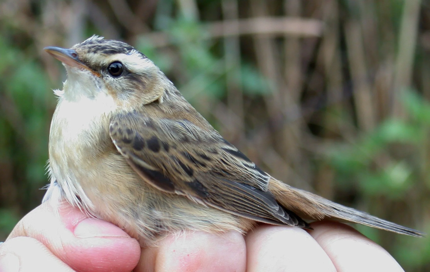 Sedge Warbler CM 20Aug03 1.jpg