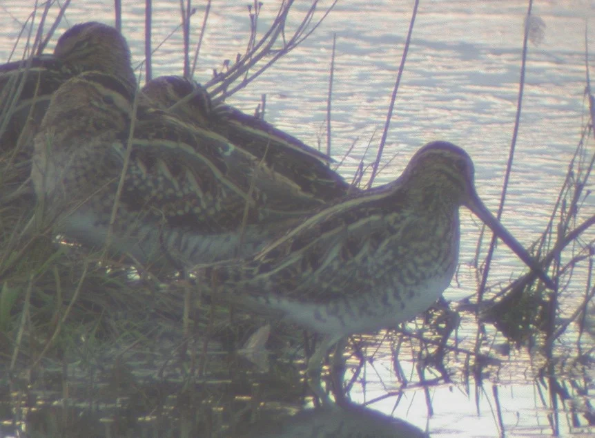 Snipe CM Jan03.jpg