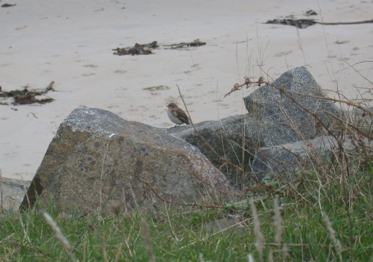 Snow Bunting LesAmm 9Nov03 1.jpg