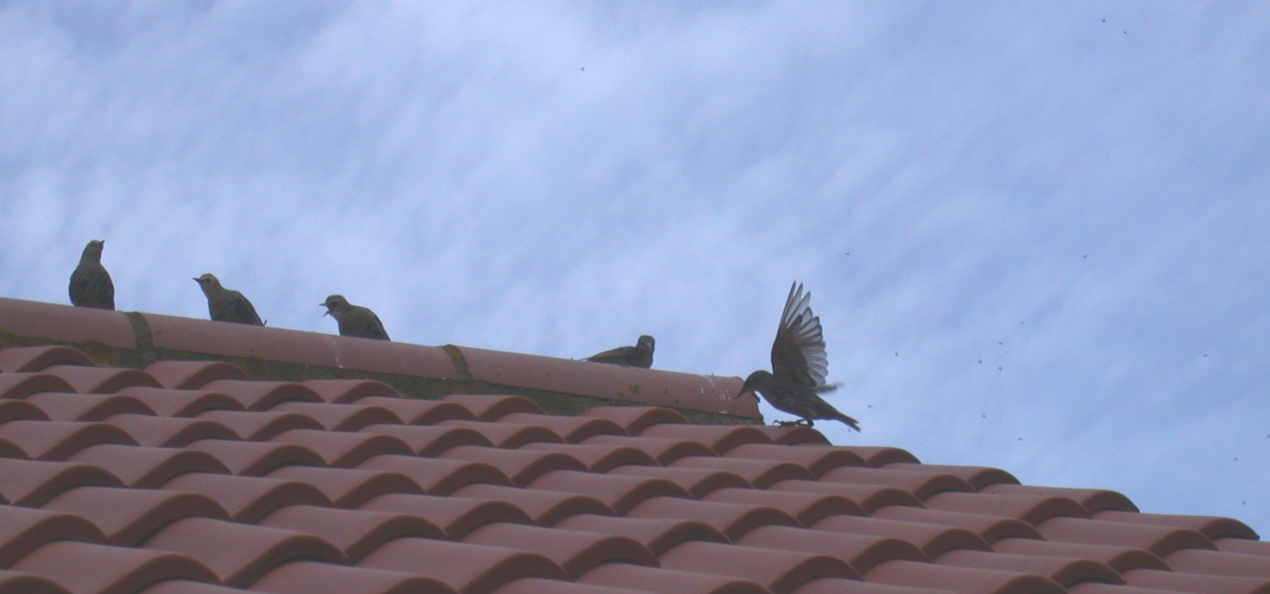 Starlings feeding on flying ants CDP 4Aug03.jpg