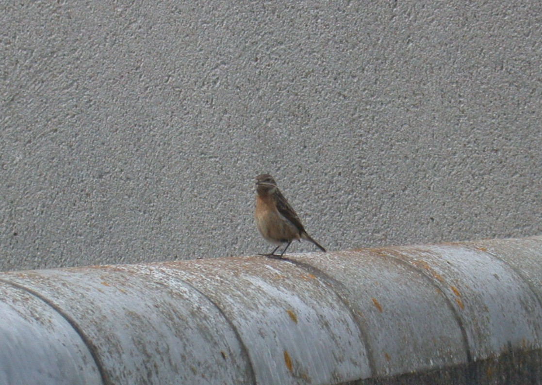 Stonechat CDP 24May03.jpg