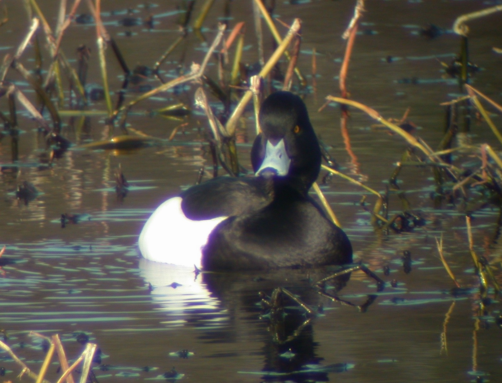 Tufted Duck Res 20Feb03.jpg