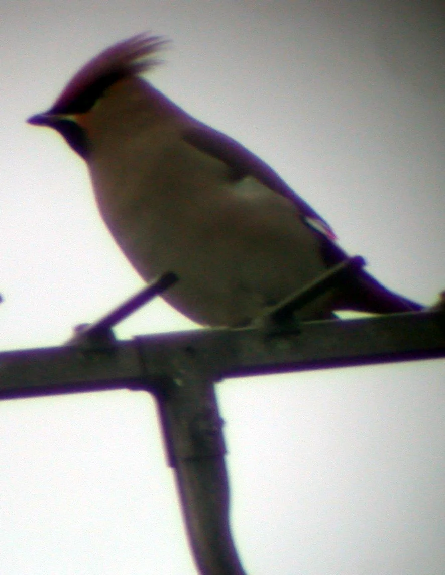 Waxwing La Mare Road 7Feb03 1 cv.jpg