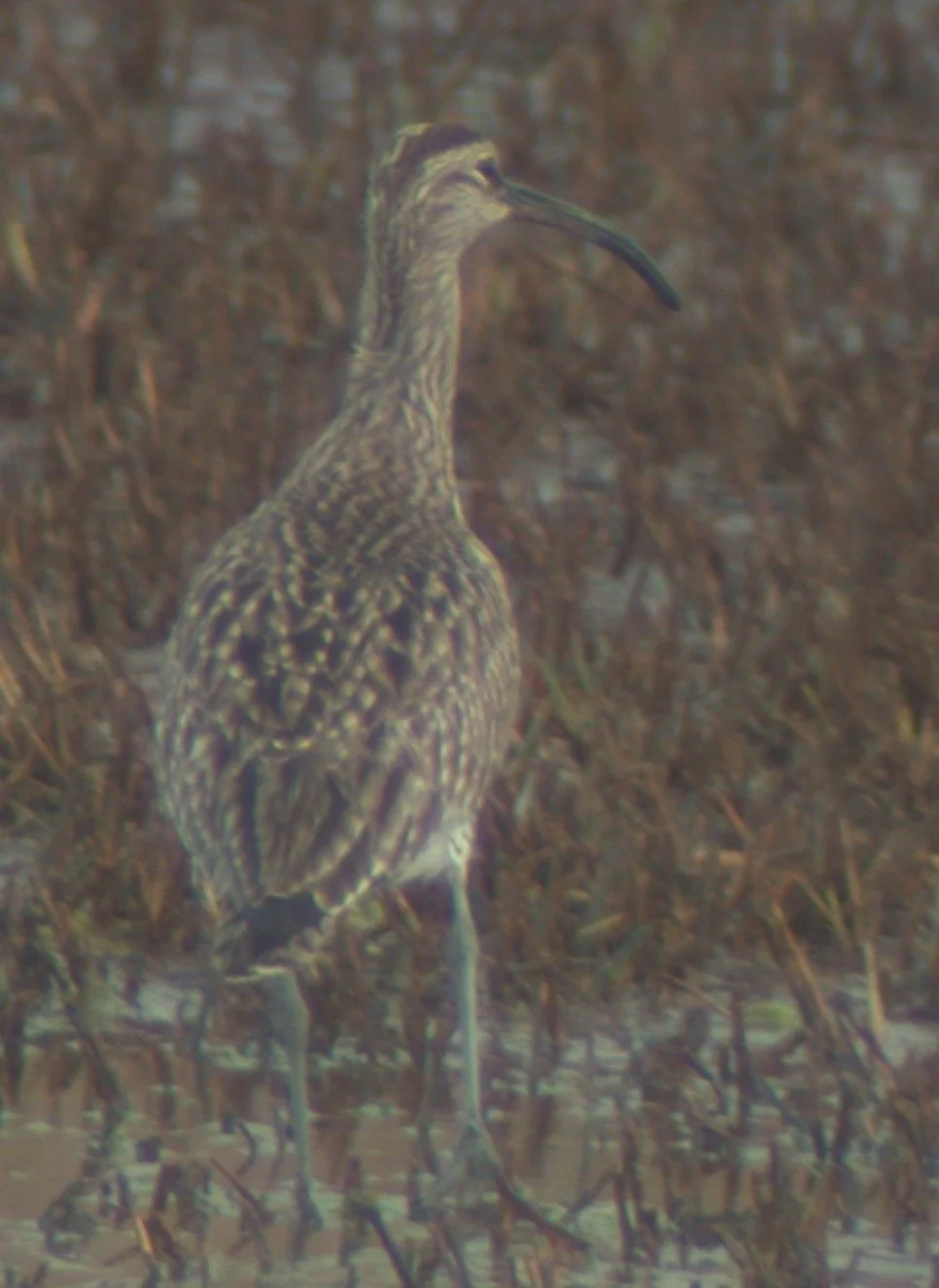 Whimbrel CM 27Apr03.jpg