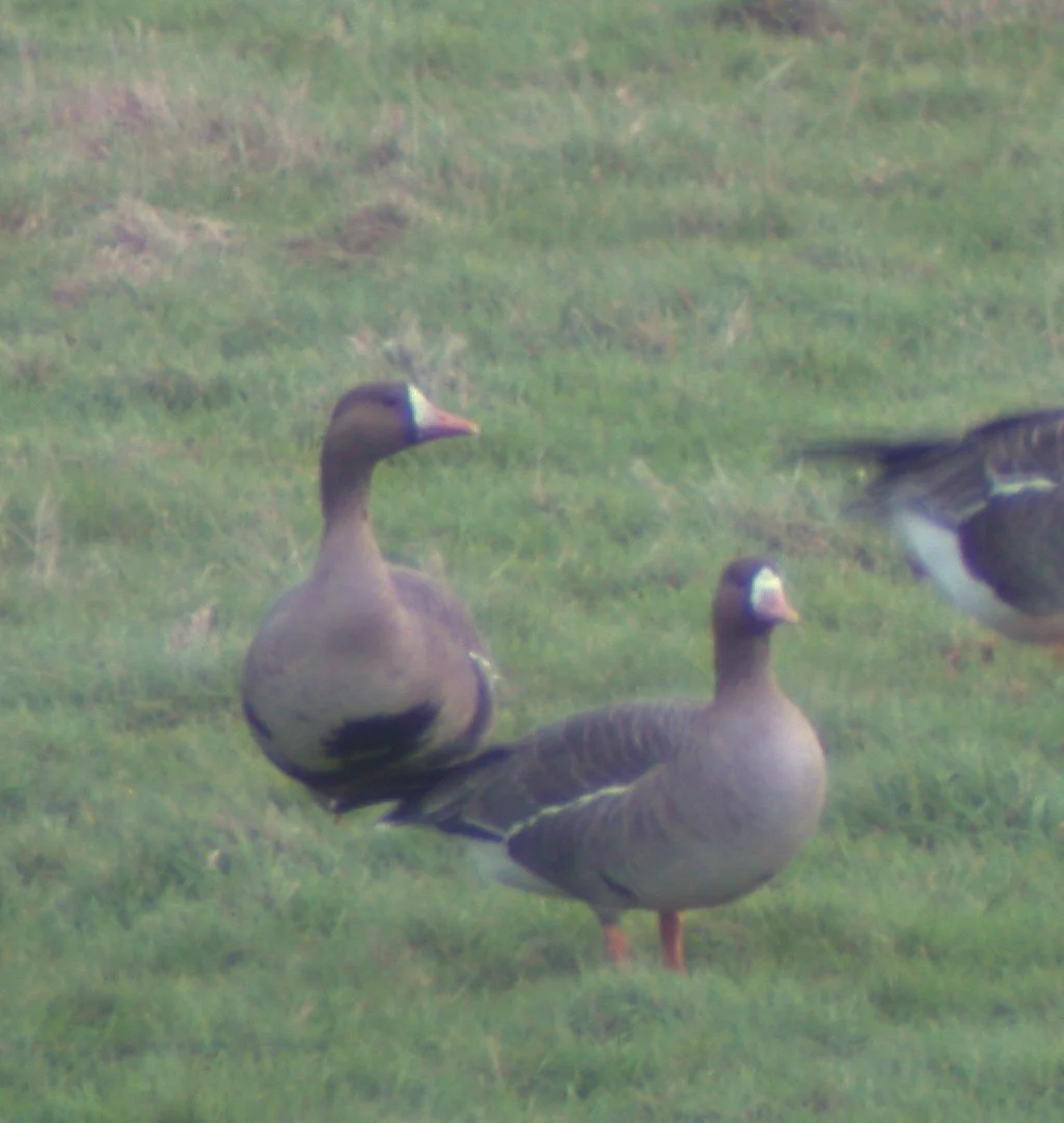 White-fronted Goose Old Aero 22Dec03.jpg