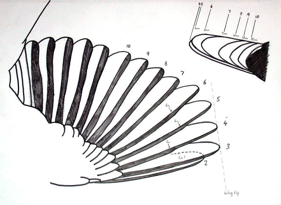 EBR wing drawing lvl.jpg