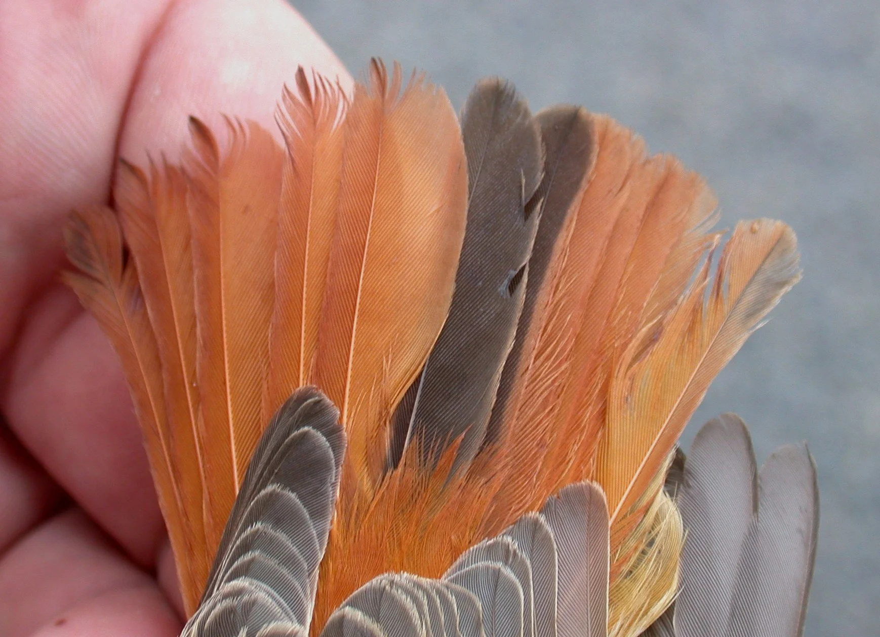 EBRinhand05tail.jpg