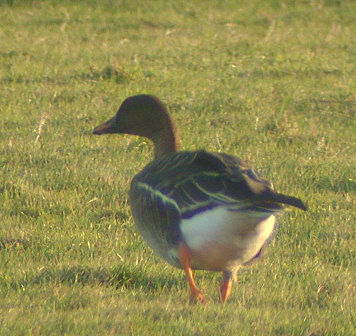 Bean Goose Old Aero 2Jan04 a shpd.JPG