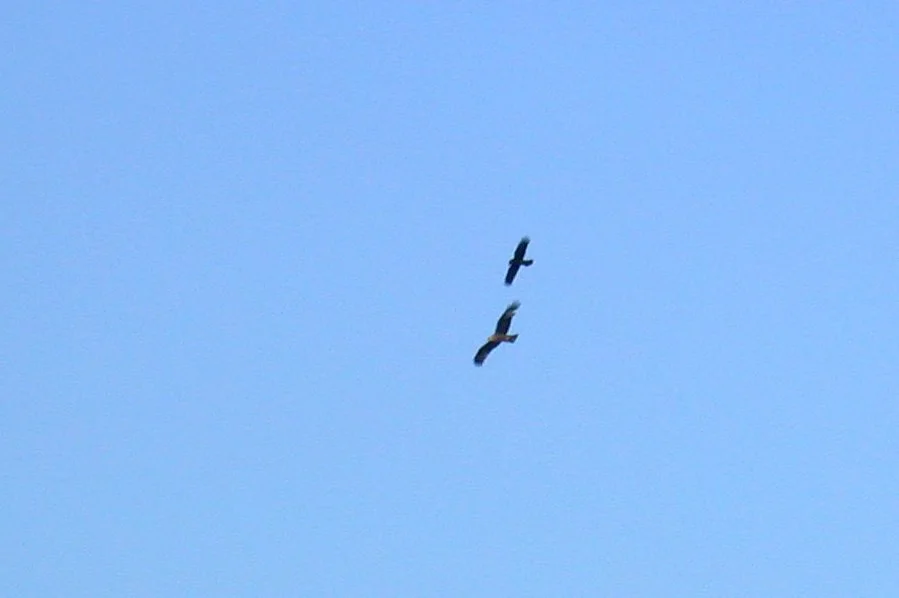 Black Kite Faux 1May04 a.jpg