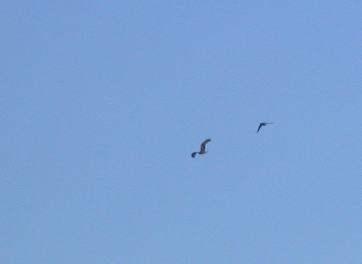 Black Kite Faux 1May04 c.jpg