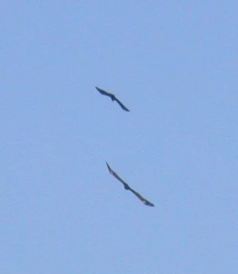 Black Kite Faux 1May04 d.jpg