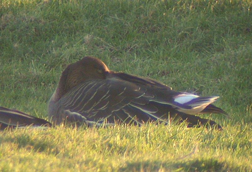 Bean Goose Old Aero 2Jan04 b shpd.JPG