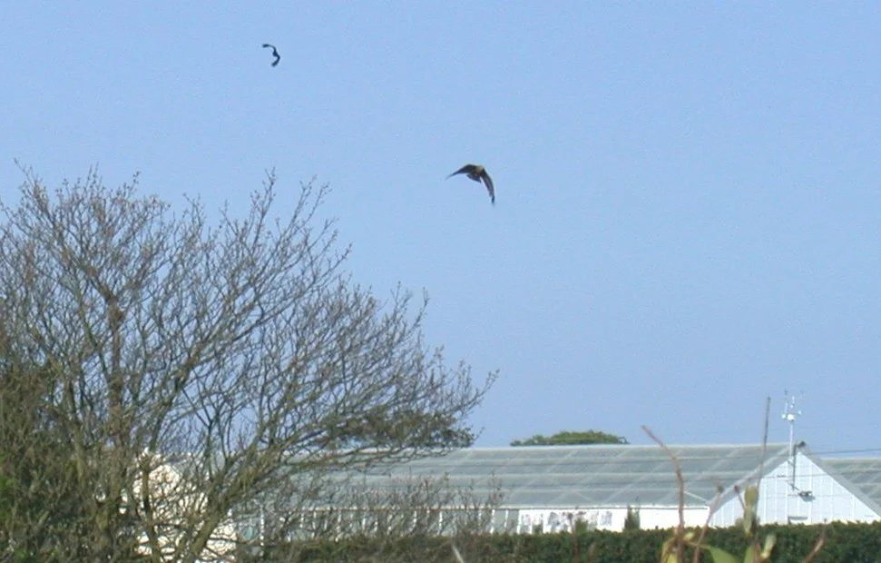 Black Kite Faux 1May04 g.jpg