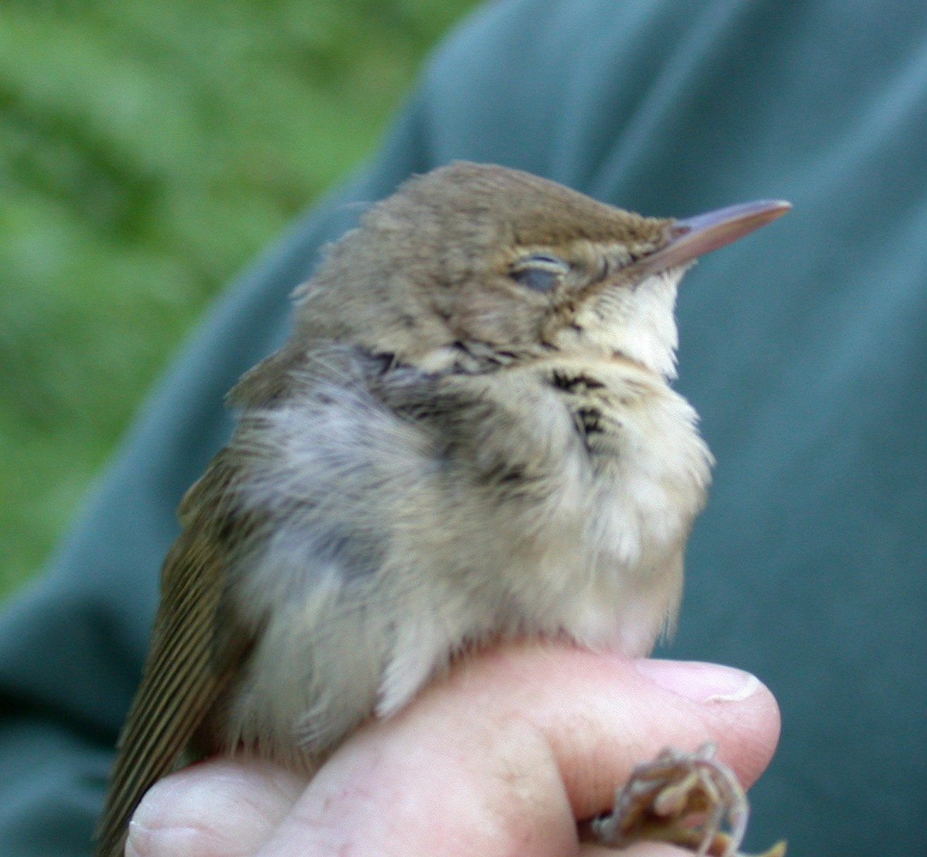 Blyth's Reed Warbler Plei 14Oct04 e.jpg