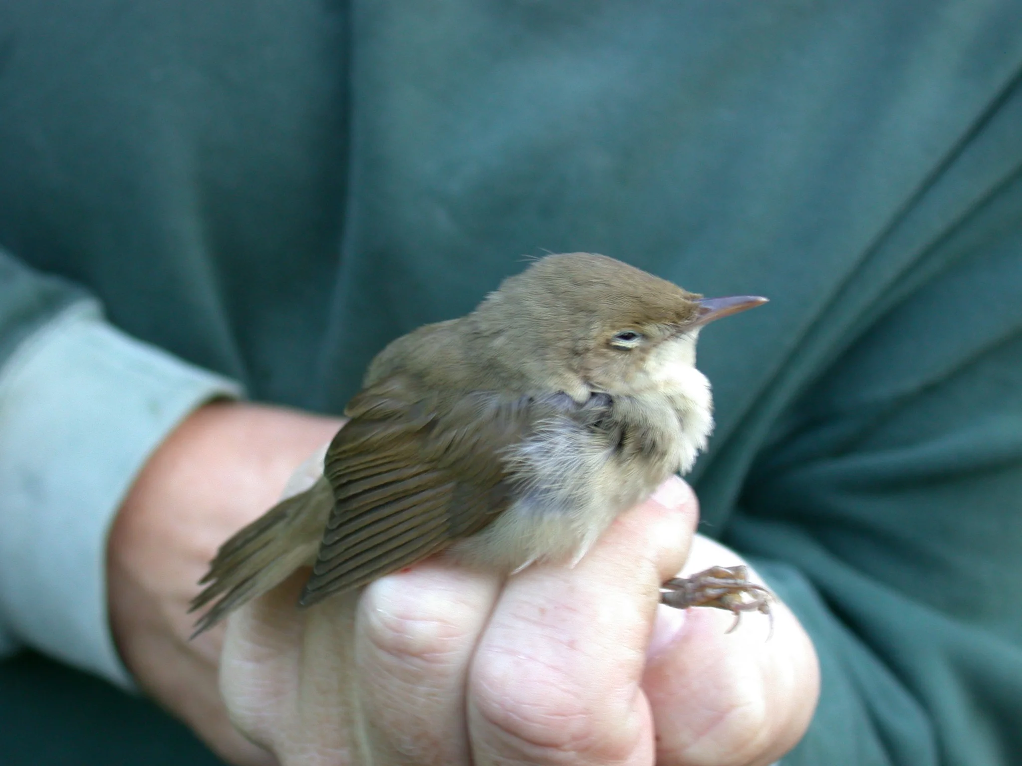 Blyth's Reed Warbler Plei 14Oct04 g.jpg