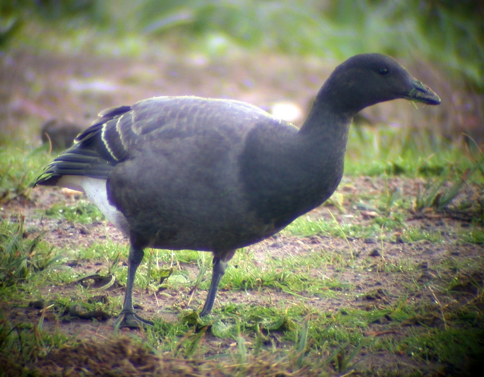 Brent Goose LaMaraive 26Oct04 a.jpg
